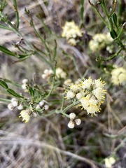 Baccharis articulata