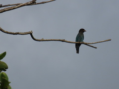 Eurystomus orientalis