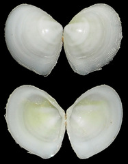Tellinidae