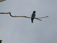 Eurystomus orientalis