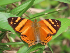 Hypanartia lethe