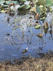 Irediparra gallinacea