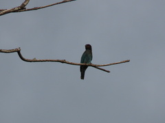 Eurystomus orientalis