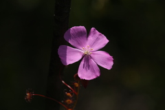 Drosera drummondii