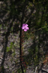 Drosera drummondii