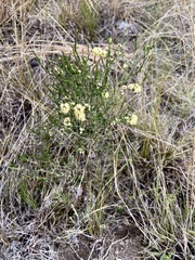 Baccharis articulata