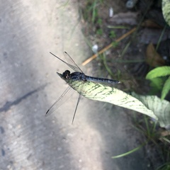 Indothemis carnatica