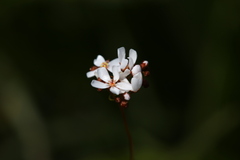 Drosera myriantha