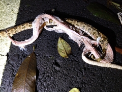 Protobothrops mucrosquamatus