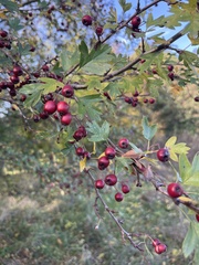 Crataegus