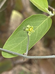 Kedrostis leloja