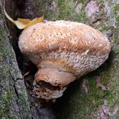 Pseudoinonotus
