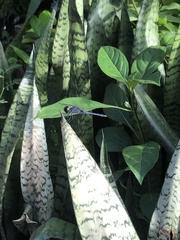 Indothemis carnatica