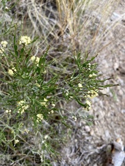 Baccharis articulata