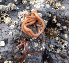 Nemalion elminthoides