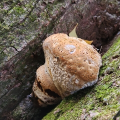 Pseudoinonotus