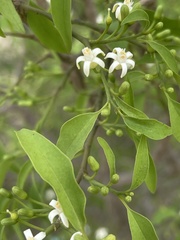 Olax dissitiflora