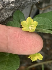 Capsicum rhomboideum