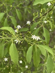 Olax dissitiflora