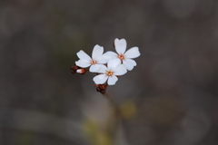 Drosera myriantha