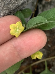 Capsicum rhomboideum