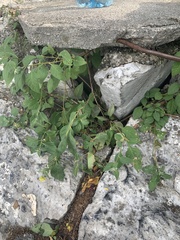 Capsicum rhomboideum