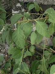 Capsicum rhomboideum