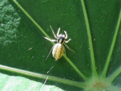Maeota dichrura