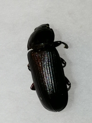 Tenebrio molitor