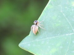 Maeota dichrura