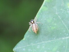 Maeota dichrura