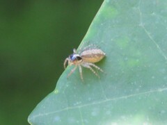 Maeota dichrura