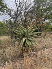 Aloe marlothii marlothii