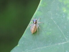 Maeota dichrura