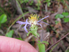 Eurybia spectabilis