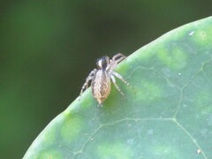 Maeota dichrura