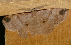 Parilexia nigristicta