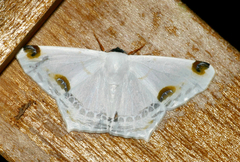 Sericoptera mahometaria