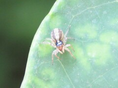 Maeota dichrura