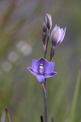 Thelymitra graminea