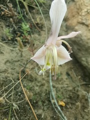 Gladiolus virescens