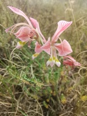 Gladiolus virescens