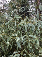 Acacia obliquinervia