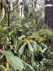 Acacia obliquinervia