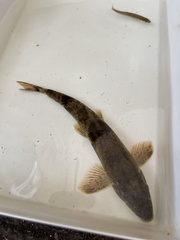 Hypentelium nigricans