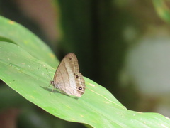 Euptychoides