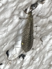Brachynemurus versutus