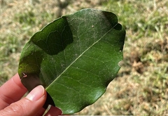 Beilschmiedia miersii