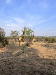 Giraffa camelopardalis giraffa