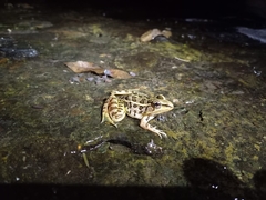 Lithobates spectabilis